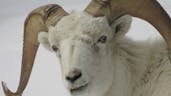 Dall Sheep Sound