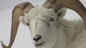 Dall Sheep Sound