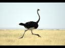 Ostrich 14