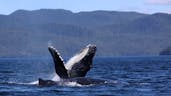 Humpback Whale Singing