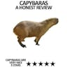 Capybara OK I PULL UP 