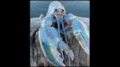 blu lobster