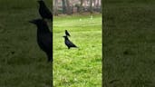 Strange Crow Call