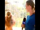 creepy smiling orangutan