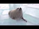 Seal Slapping Belly