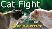 Cat Fight SFX 13