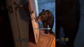 shi tragic bear 