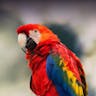 Macaw squawk 🦜 