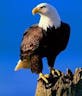 eagle