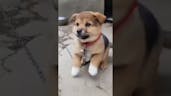 Puppy Sound