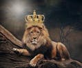 King Lion