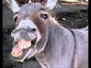 totally a donkey laugh!