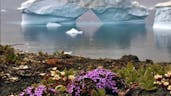 flowers are blooming in antartica