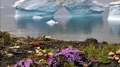 flowers are blooming in antartica