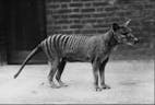 Tasmanian Tiger Sound like