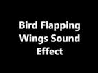 Bird Flapping Wings 7