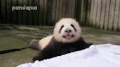 Baby Panda Sound 3