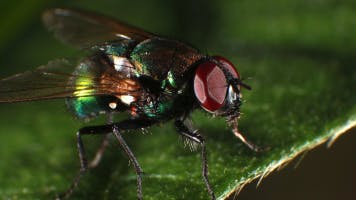 Dragonfly sound