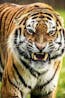 Tiger Growl Attack