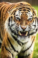 Tiger Growl Attack