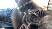 Raccoon purring 
