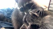 Raccoon purring 
