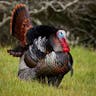 Male Turkey Gobble 