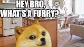 Hey bro, what's a furry?