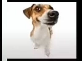 what the dog doin?