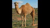 Camel Moan