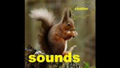 Squirrel SFX 17