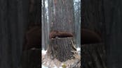 Tree Cracking And Falling