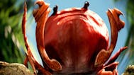 Crab Rave Earrape