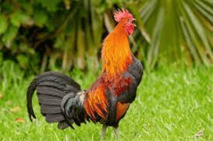It's Wake Up Time (Rooster Crowing)