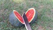 chopping fruit with machete 