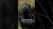 Chimpanzee Sound 10