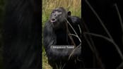 Chimpanzee Sound 10