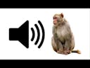 monkey sound effects