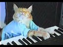 Keyboard cat