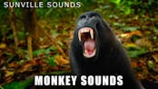 monkey noises to annoy ur teacher