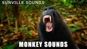 monkey noises to annoy ur teacher