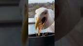 Seagull Eating Sound