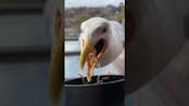 Seagull Eating Sound