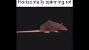 Spinning rat
