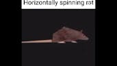 Spinning rat