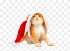 Meow sleigh ride