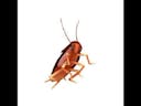 Dancing Cockroach