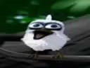 bird screaming meme