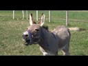 Spunky Donkey 