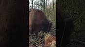 Bison Eating Sound